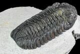 Bargain, Austerops Trilobite - Ofaten, Morocco #110645-5
